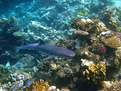 鲨鱼和珊瑚礁动物群海洋假期珊瑚游泳异国潜水情调浮潜动物热带高清图片素材