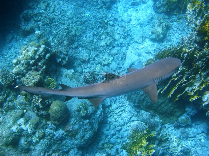 珊瑚礁鲨鱼和珊瑚礁图片