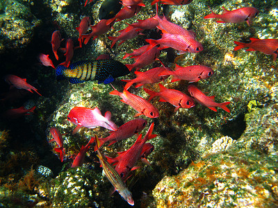 Pinecone 人鱼和珊瑚礁野生动物高清图片素材