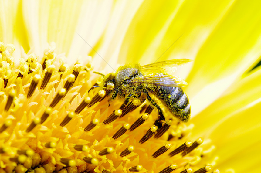 蜜蜂在花朵上地平线场地生长晴天场景牧场蜂蜜向日葵天空远足图片