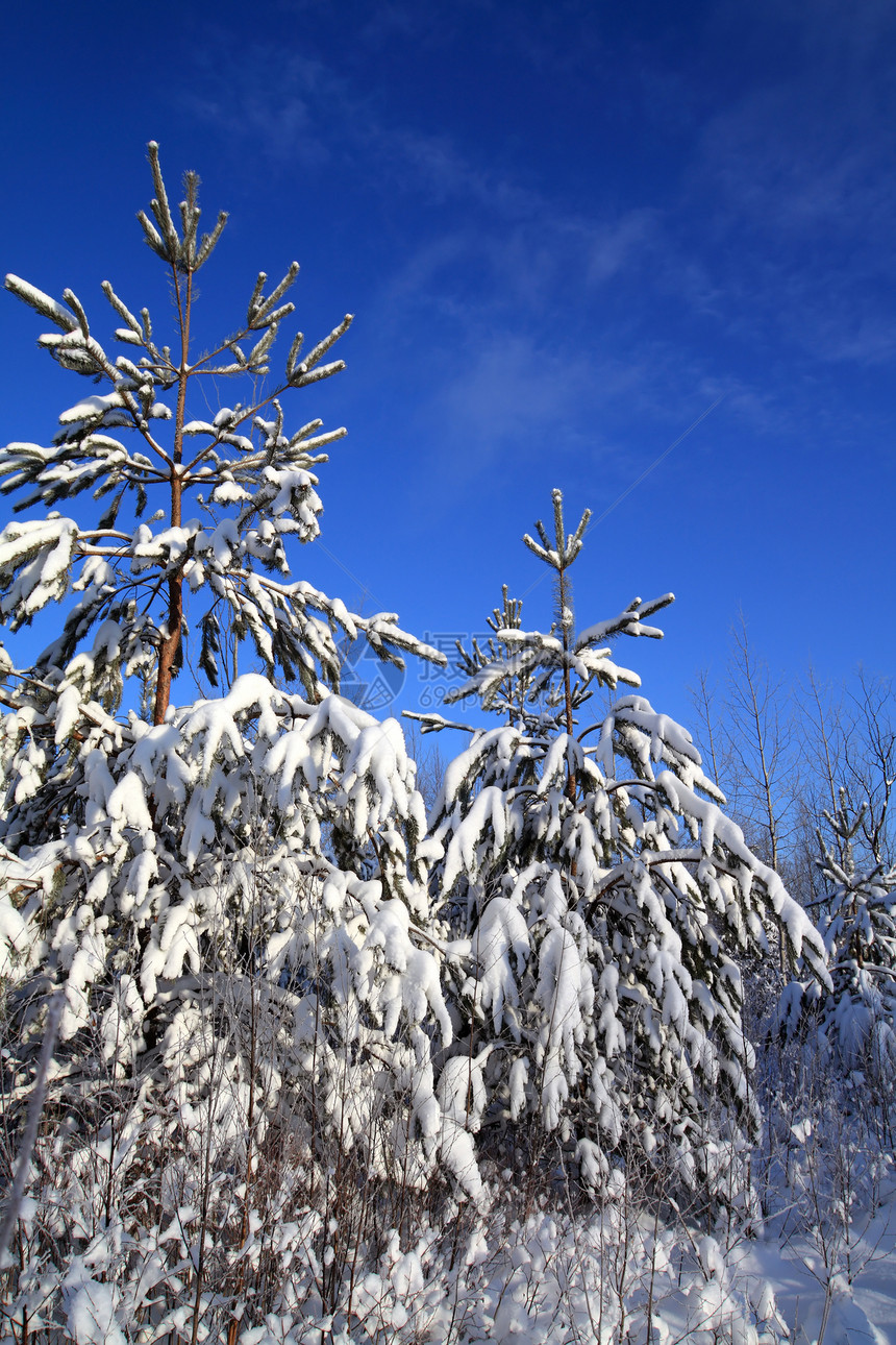 天上下雪中松树旅行针叶城市气候树木住宅场景地形天空荒野图片