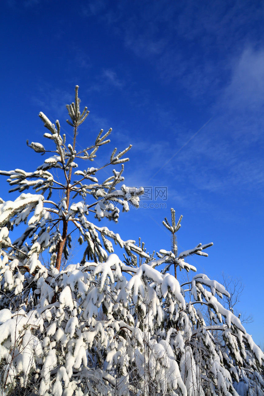 天上下雪中松树水晶云杉风景天空孤独太阳气候旅行树木地形图片