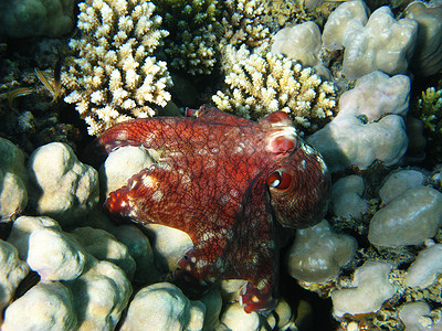 珊瑚礁和章鱼浮潜珊瑚动物群防御潜水野生动物海洋游泳热带假期底部高清图片素材