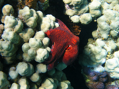 章鱼和珊瑚礁情调游泳假期手臂野生动物防御异国珊瑚海洋潜水动物群高清图片素材