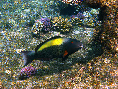 鹦鹉鱼和珊瑚礁海高清图片素材
