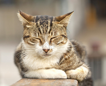 睡觉的猫 特写镜头虎斑眼睛猫科动物哺乳动物说谎头发小猫乐趣猫咪宠物背景图片