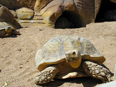 海龟和沙漠旅行干旱动物动物群乌龟背景图片