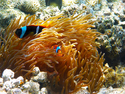 小丑鱼高清双带两带的小丑鱼游泳海洋浮潜异国野生动物情调防御两栖珊瑚动物背景