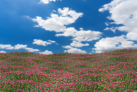 阳光明媚的日子里美丽的粉红色郁金香田高清图片