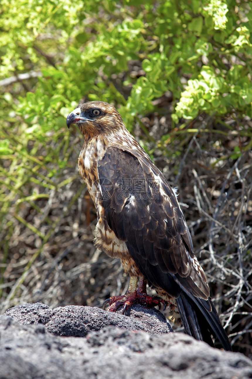 加拉帕戈斯 圣菲山上的鹰捕食者爪子荒野羽毛鵟鲵分支机构翅膀红色野生动物图片