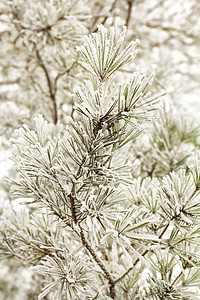 松树的紧闭分支 带霜绿色白色宏观背景图片