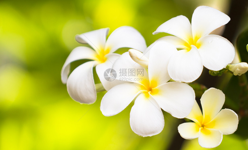 草地上的白梅花色彩黄色鸡蛋花花卉白色热带图片
