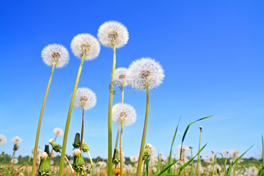 绿地上的白花飞行生长自由草本植物柔软度天空后代植物学场景蓝色图片