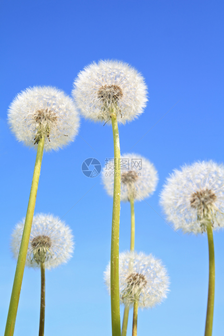 蓝色背景上的白花色飞行植物学杂草种子草本植物植物脆弱性生长柔软度自由图片