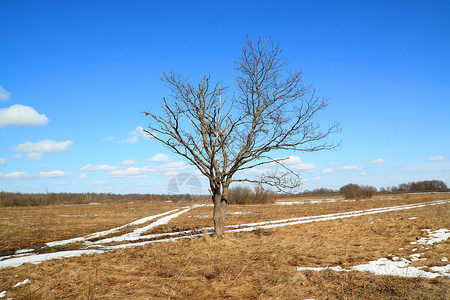 田野雪路寒意季节草本植物环境分支机构阴影天空衬套草地农村高清图片素材