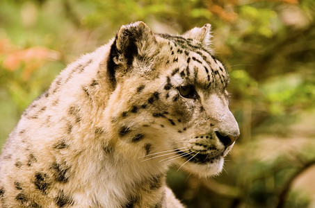 濒危动物远东豹雪豹猎人捕食者舌头动物群荒野斑点食肉濒危动物异国背景