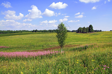 夏季田地上的小树枝花瓣草本植物晴天淡紫色天气环境紫丁香生长蓝色植物背景图片