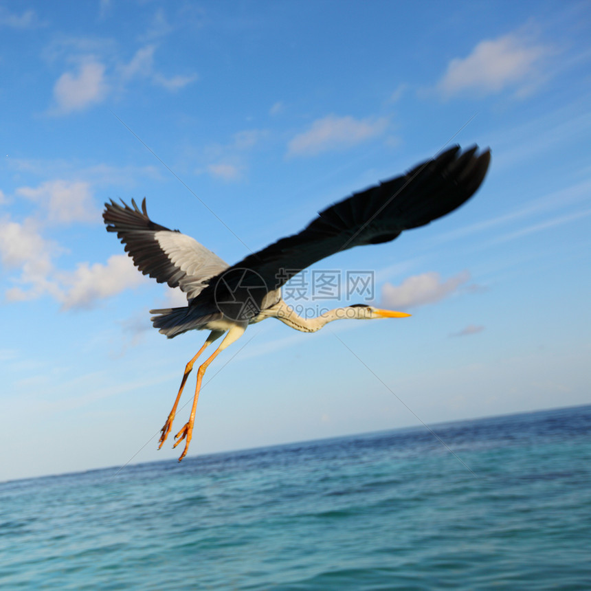 海洋中的斯托克野生动物空气翅膀天空航班迁移自由动物蓝色孩子图片