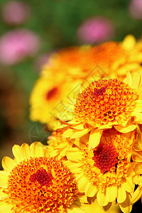 黄黄色花朵种子圆圈灌木美丽晴天雄蕊树叶花园植物花粉绽放高清图片素材