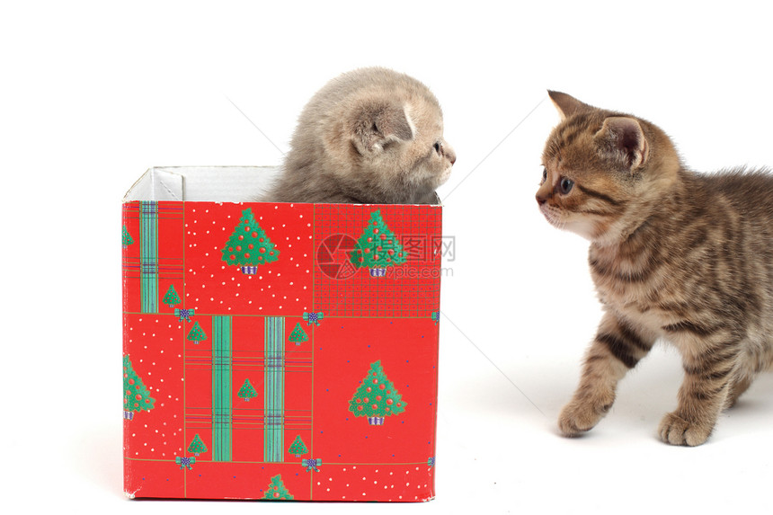 礼品盒中的猫小猫婴儿展示兽医盒子家庭惊喜星星毛皮动物图片