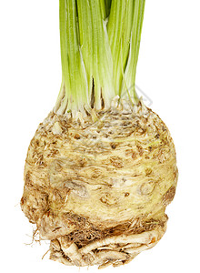 肠道根过敏性健康绿色芹菜白色蔬菜沙拉根菜叶子背景图片