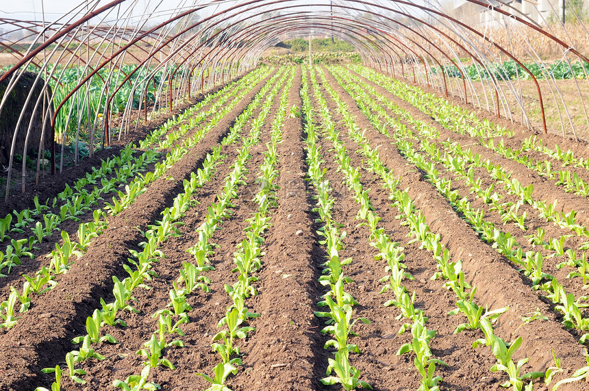 温室农耕房子花园文化幼苗沙拉叶子培育收成农村农场图片