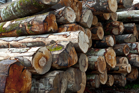 伐木光束记录器樵夫森林木材燃烧木工分支机构针叶资源背景图片
