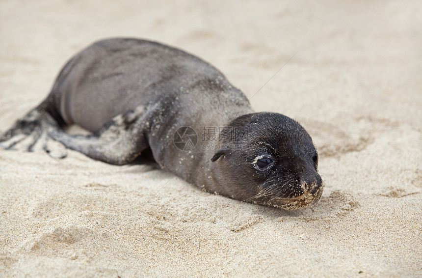 新生海狮子海洋海狮孩子哺乳动物狮子婴儿幼兽海滩海豹荒野图片