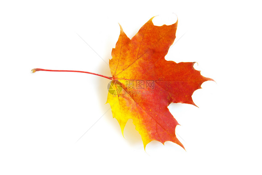 秋叶树木森林纹理季节白色落叶植物学叶子桌面季节性图片