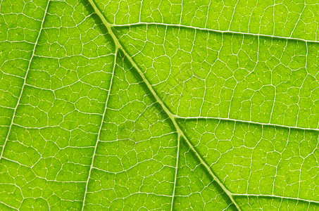 树叶背景植物群环境光合作用宏观叶子生长绿色植物生活脉络背景图片