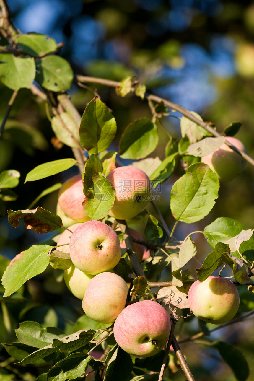 树枝上的苹果水果食物图片