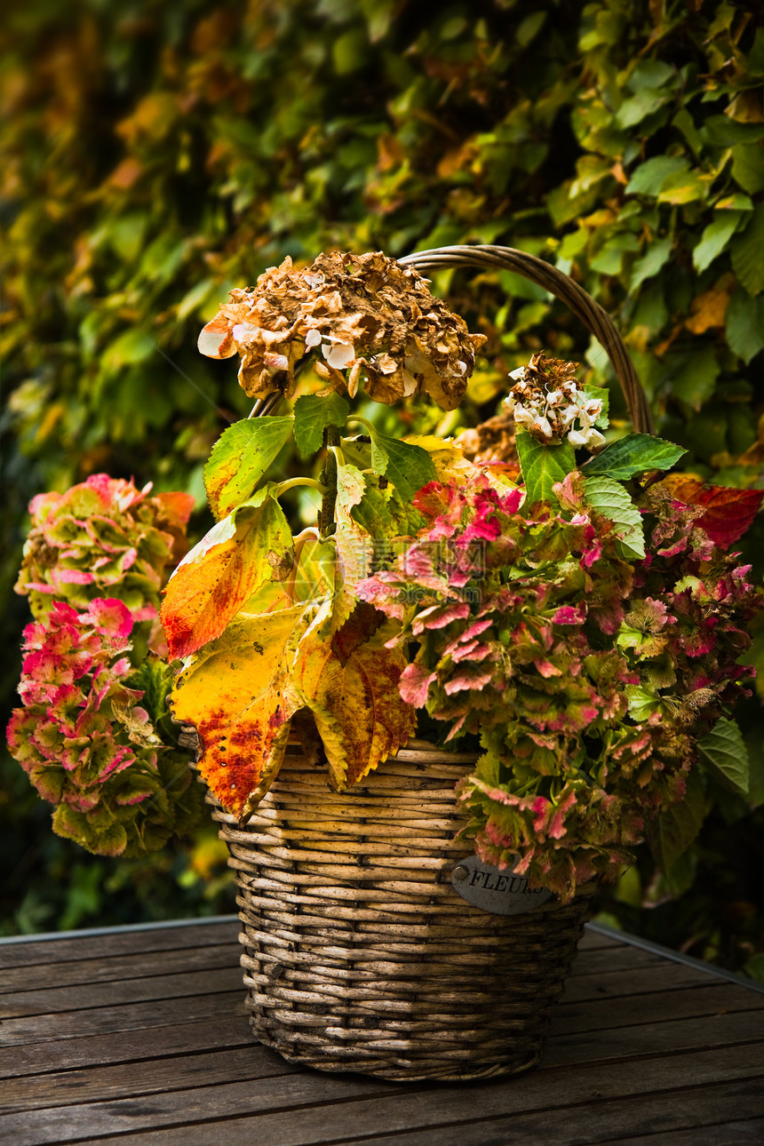 秋天带多彩的Hortensia或Hydrangea篮子图片