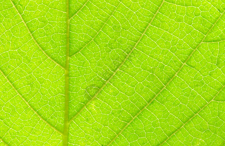叶叶结构光合作用环境叶子脉络绿色宏观生活生长植物群植物背景图片
