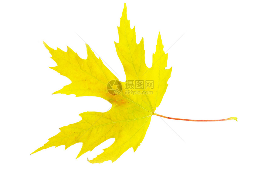 秋叶公园季节性桌面季节叶子黄色橙子白色森林落叶图片