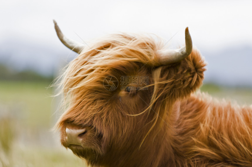 青青棕高地牛农场农业风光奶牛天空农村动物头发畜牧业棕色图片