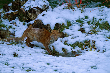 雪源软胶囊下雪时的曼吉狐狸背景