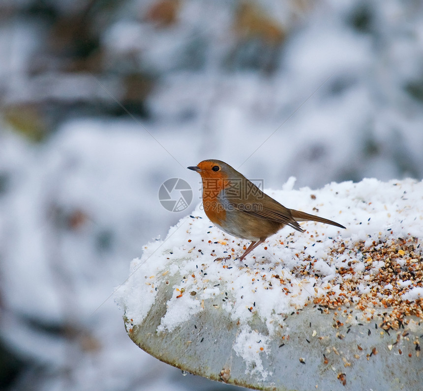 Robin在雪中捕食图片