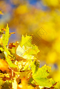 秋季假期生长分支机构环境红色森林树叶植物叶子橙子背景图片