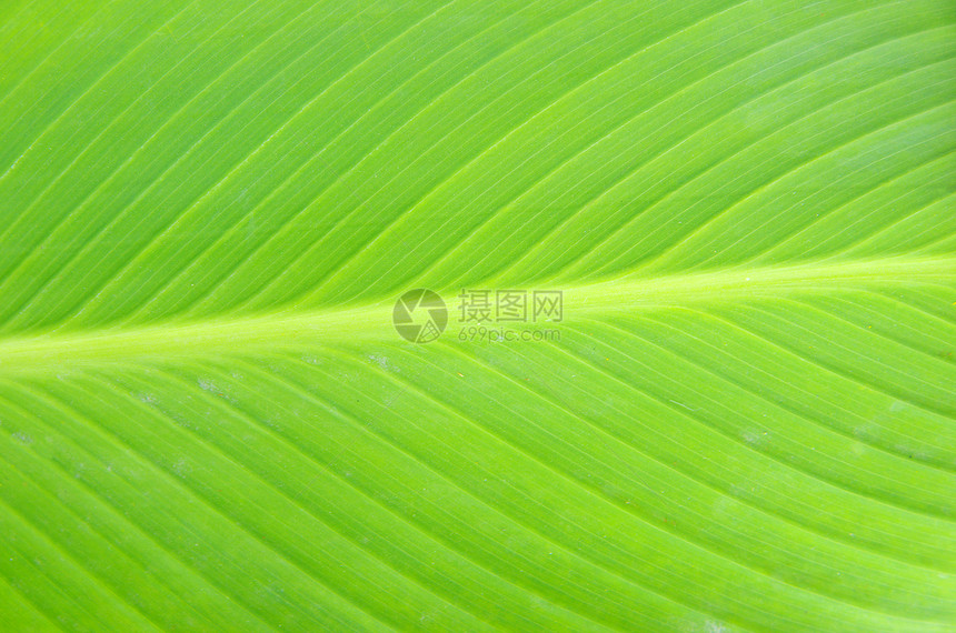绿叶季节脊柱环境生态静脉植物叶子绿色植物生活生长图片
