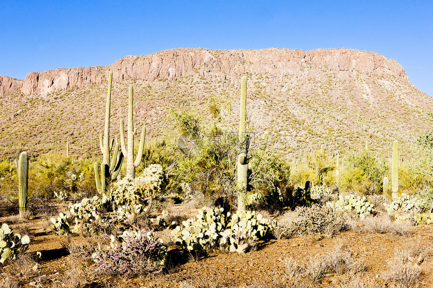 美国亚利桑那州萨瓜罗国家公园沙漠植物学外观植物肉质世界植物群旅行风景位置图片