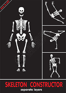 椎骨Skeleton 构建器颅骨历史膝盖骶骨手指药品股骨学习肱骨肋骨插画