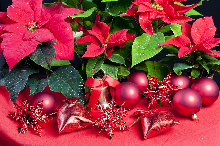 圣诞节依然与波因塞蒂亚同在静物花朵内饰符号钟声传统红色图片
