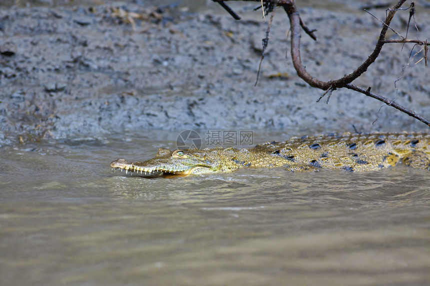 水中的小鳄鱼宝宝池塘沼泽孵化食肉恐龙溪流沼泽地游泳危险荒野图片