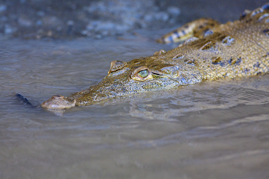 水中的小鳄鱼宝宝荒野婴儿沼泽地池塘哺乳动物恐龙溪流食肉野生动物孵化图片