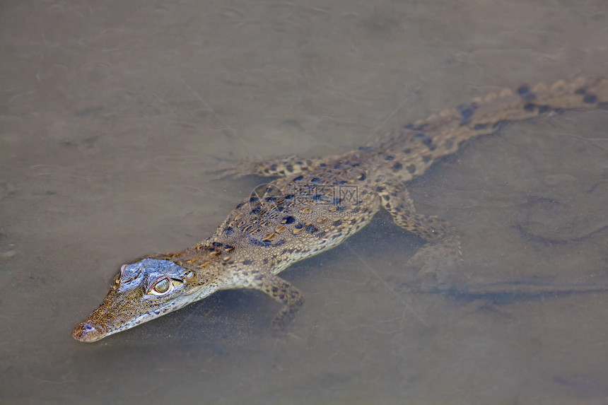水中的小鳄鱼宝宝溪流池塘野生动物孵化哺乳动物婴儿沼泽食肉眼睛游泳图片