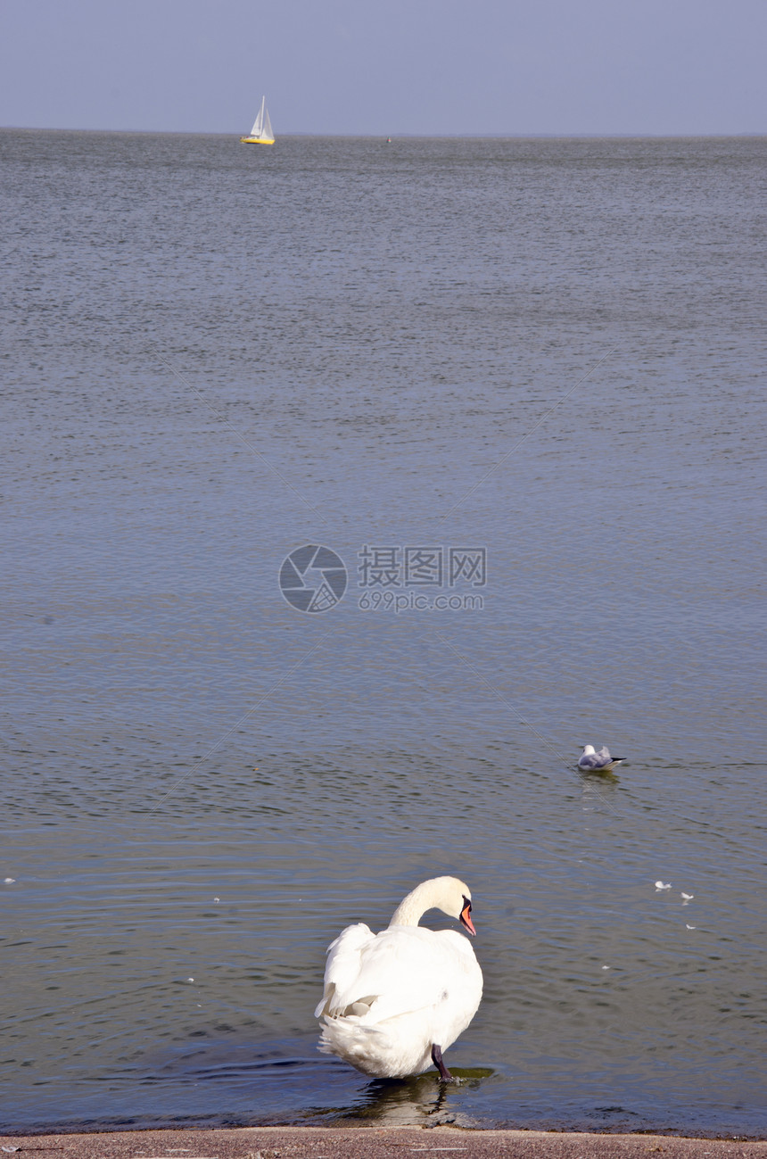 天鹅坐在水上 海鸥在附近游泳图片