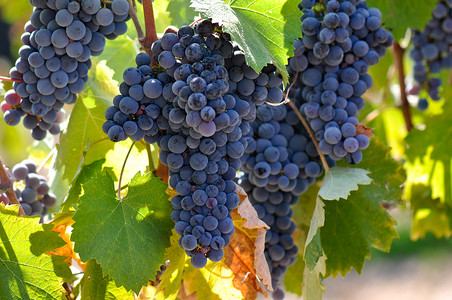 葡萄树上的红葡萄酒精假期浆果酒厂生长栽培旅行收成饮料食物水果高清图片素材