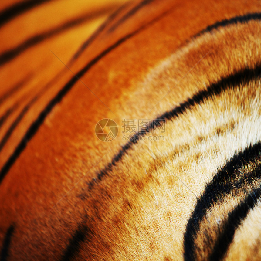 老虎丛林条纹橙子野生动物捕食者头发带子食肉攻击鼻子图片