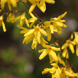 黄黄色花朵美丽灌木植物群晴天圆圈花园种子植物学树叶花粉花瓣高清图片素材