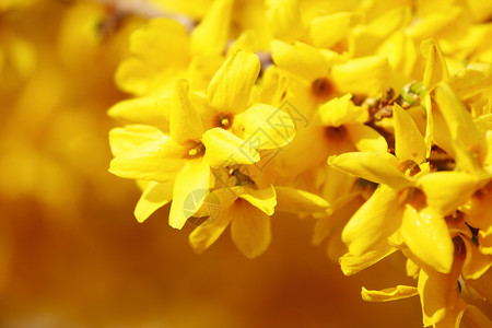 黄黄色花朵荆棘花粉花瓣雄蕊晴天种子圆圈宏观花园植物学树叶高清图片素材